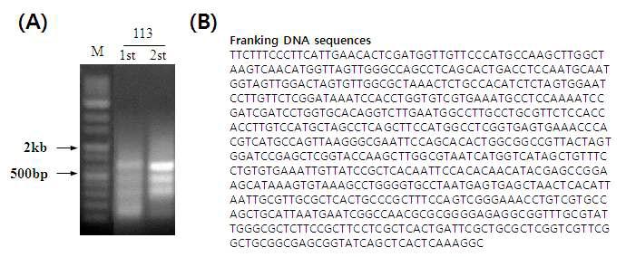 Franking DNA sequece analysis of AvMaSP overexpression transgenic plant