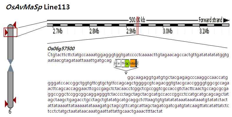 Genomic structure of OsAvMaSp Line113 showing the position of the