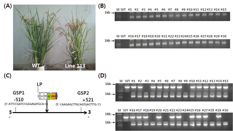 Identification and charaterization of transgenic plant line113