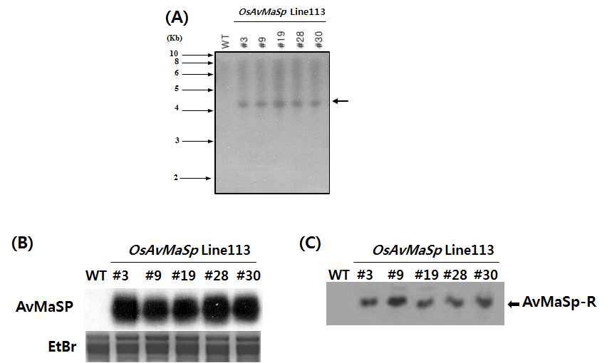 (A) Southern blot analysis using the full of the AvMaSp gene as a probe