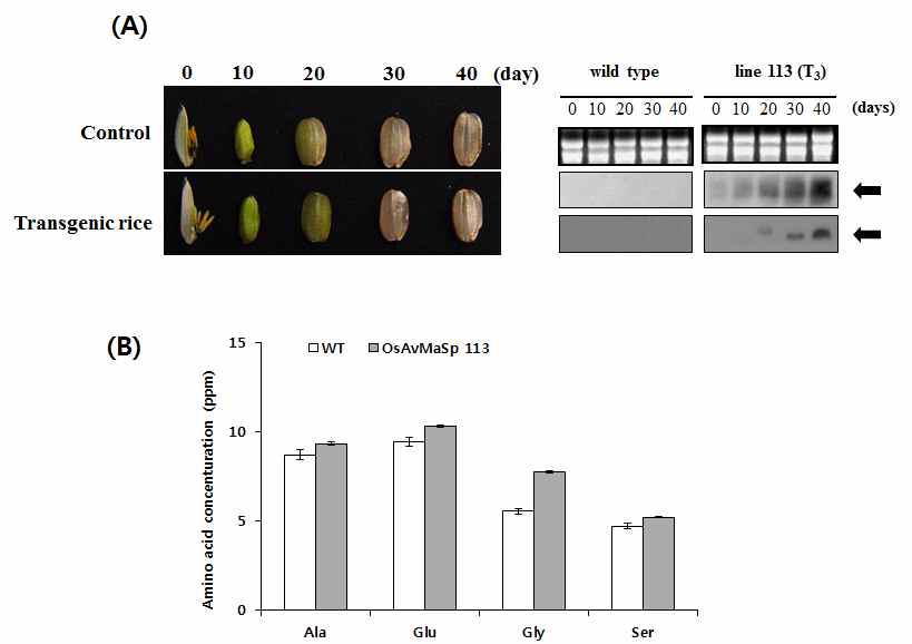 Gene expression and amino acid concent analysis of wild-type and transgenic