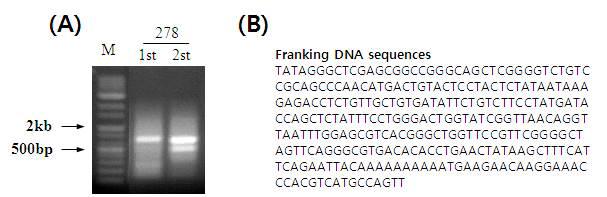 Franking DNA sequece analysis of AvMaSP overexpression transgenic plant