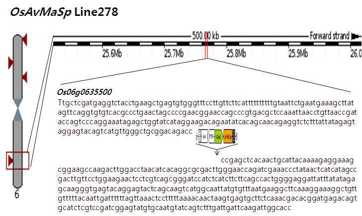 Genomic structure of OsAvMaSp Line278 showing the position of the