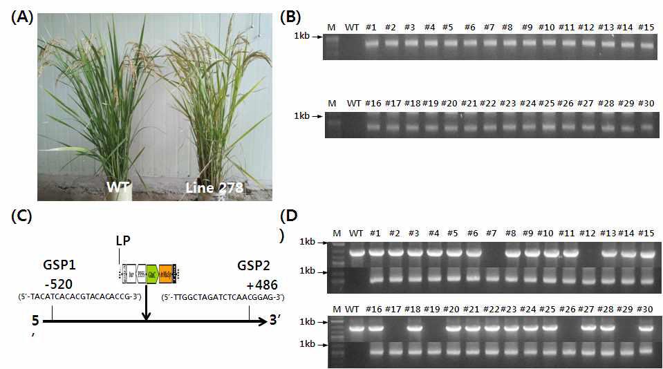 Identification and charaterization of transgenic plant line278