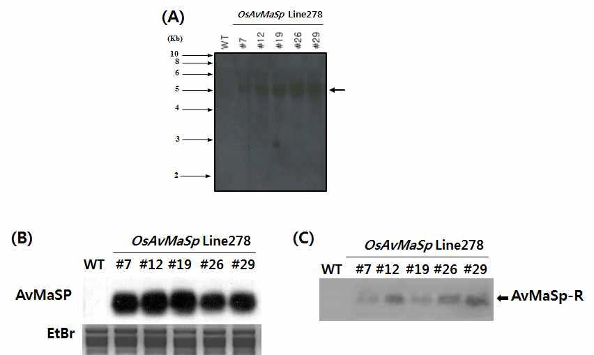 (A) Southern blot analysis using the full of the AvMaSp gene as a probe