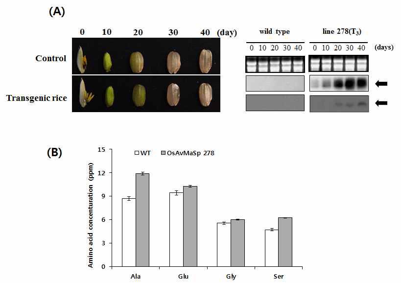 Gene expression and amino acid concent analysis of wild-type and transgenic