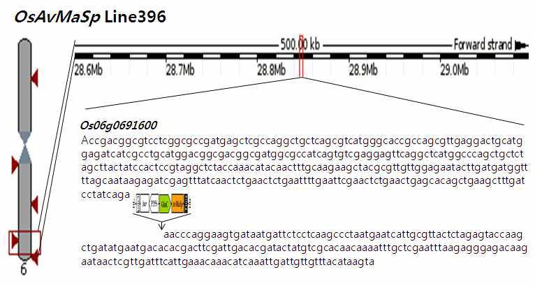 Genomic structure of OsAvMaSp Line396 showing the position of the