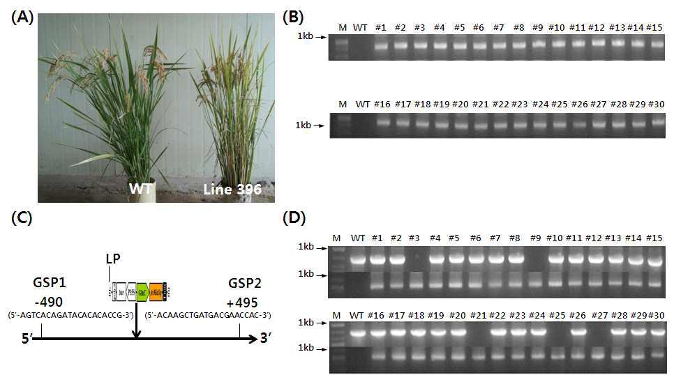 Identification and charaterization of transgenic plant line396