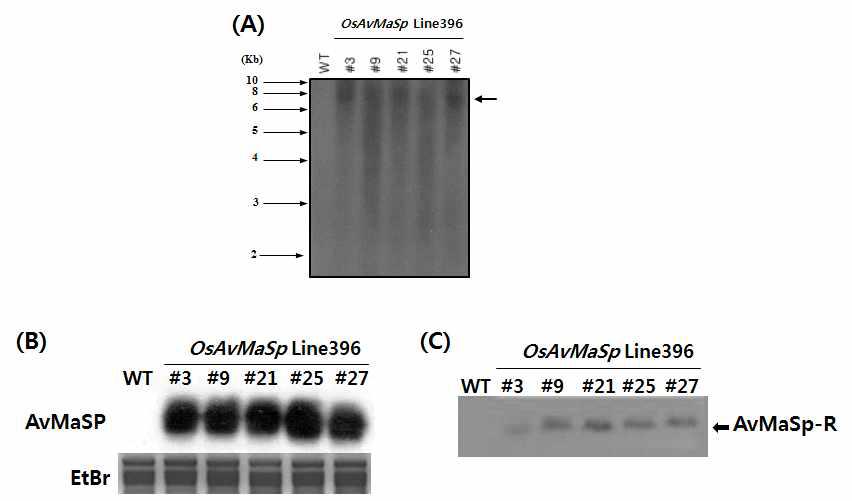 (A) Southern blot analysis using the full of the AvMaSp gene as a probe