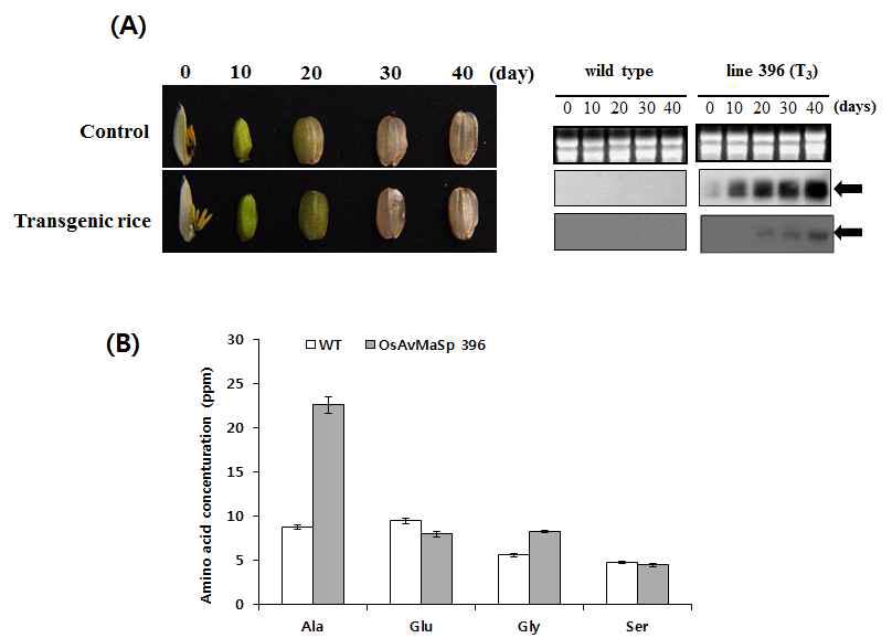 Gene expression and amino acid concent analysis of wild-type and transgenic