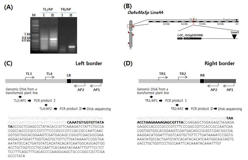 Genomic structure of OsAvMaSp Line44 showing the position of the