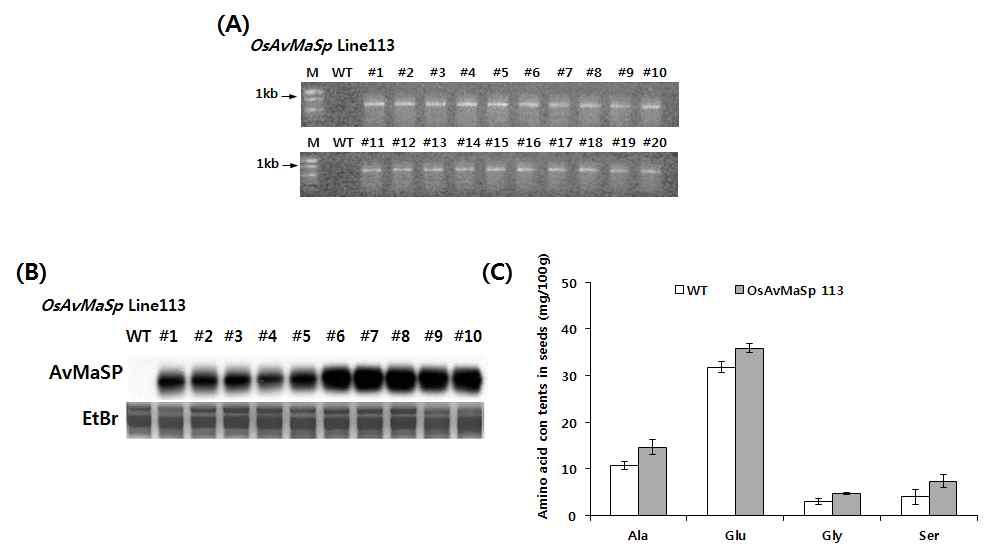 Gene expression and amino acid concent analysis of wild-type and transgenic