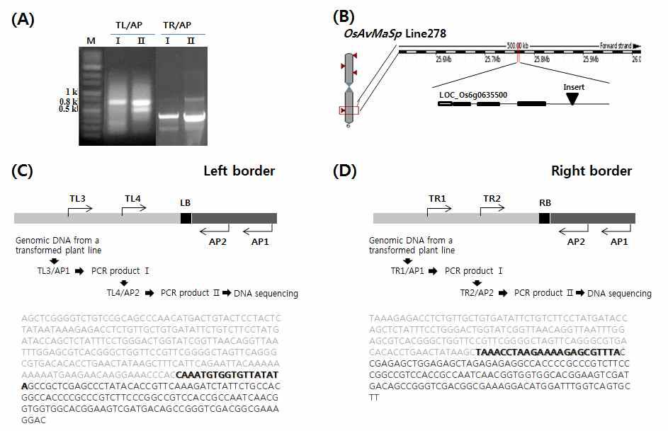 Genomic structure of OsAvMaSp Line278 showing the position of the