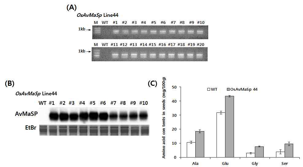 Gene expression and amino acid concent analysis of wild-type and transgenic