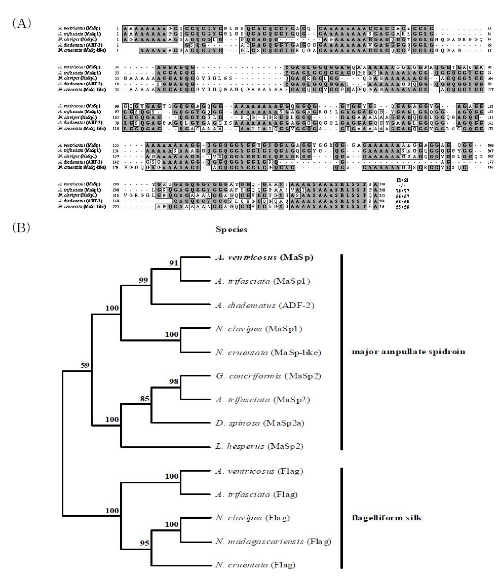 Comparison of the protein sequence of AvMaSp with that of other spider silk