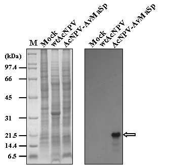 Expression of recombinant AvMaSp in baculovirus-infected insect cells