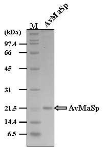 SDS-PAGE analysis of the purified AvMaSp