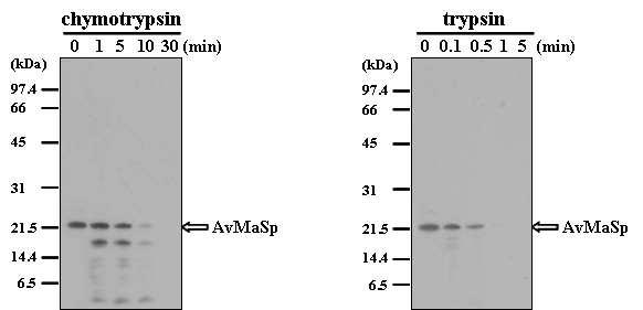 Western blot analysis of the degradation of AvMaSp by chymotrypsin (A) and