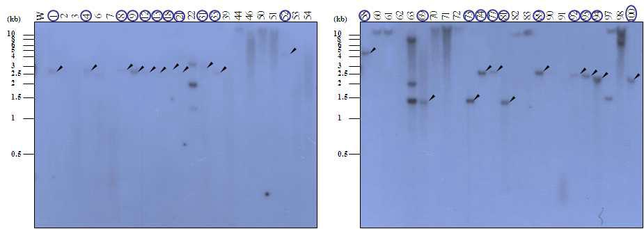 Southern blot analysis of transgenic rices