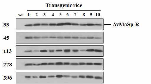Western blot analysis of the selected 5-line transgenic rices