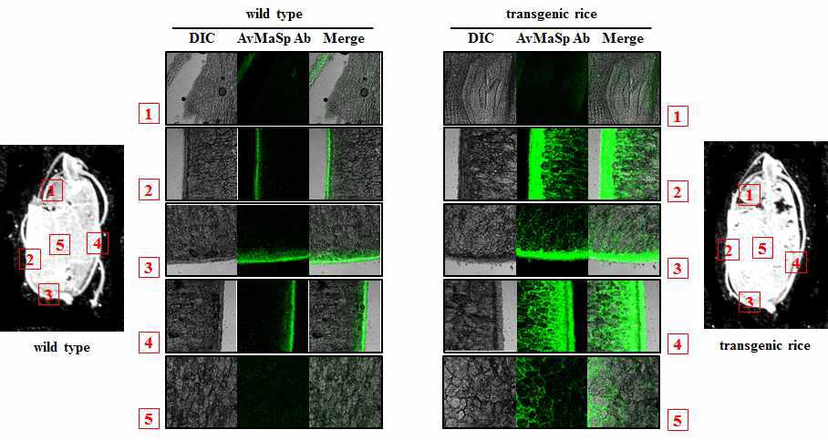 Immunofluorescence staining of wild-type (control) and transgenic rices