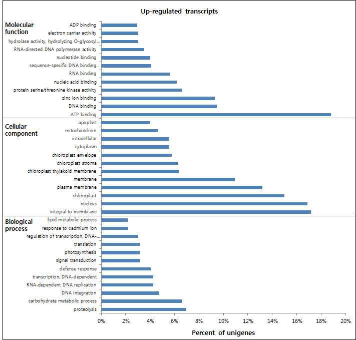 Gene ontology (GO) classification of upregulated transcripts during fleshy taproot development