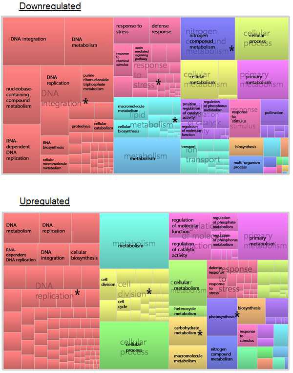 Enriched GO terms in the biological process for the carrot DEGs. GO terms were analyzed using 'TreeMap' view of REVIGO program (http://revigo.irb.hr/about.jsp). Each rectangle is a single cluster representative. The representatives are joined into 'superclusters' of loosely related terms, and visualized with different colors. Size of the rectangles reflects the p-value of the GO term obtained by singular enrichment analysis [SEA, AgriGO project (http://bioinfo.cau.edu.cn/agriGO)]. Asterisks represent GO terms specific to up- or downregulated DEGs.