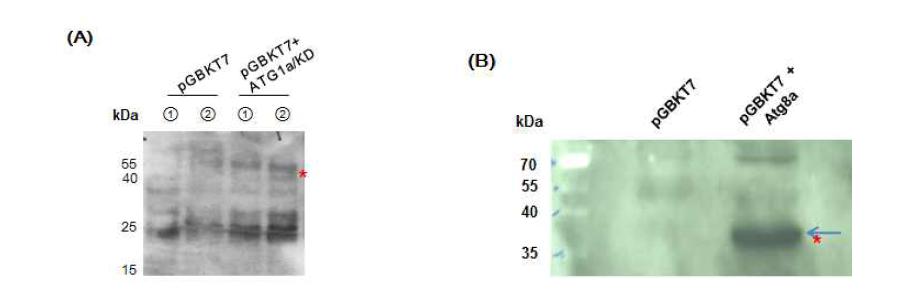 yeast에서 BD-Atgla/KD, BD-Atg8a 단백질의 발현 확인