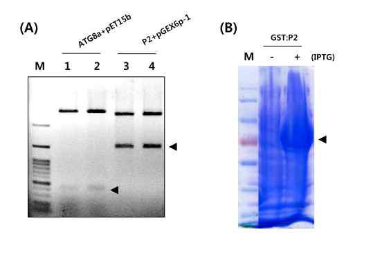 단백질 발현 vector 제작 (A), 재조합 단백질 발현 (B)