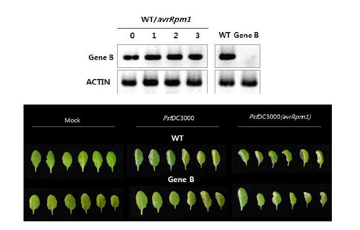 유전자로 분리한 gene B (P5)에 대한 추가 실험을 진행하였다. 먼저 T-DNA knockout 돌연변이체의 종자를 ABRC로부터 분양 받은 후 PCR을 이용한 선별과정을 통하여 knockout 돌연변이체를 확보하였다. 일차적으로 Gene B 돌연변이 체에 박테리아 균주를 접종하여 이들 식물체의 형질을 관찰하였다 (그림 13). 그림 13. RT-PCR을 통한 돌연변이체 확인 및 야생형 애기장대에서 gene B의 발현 조사 (위), 박테리아균 접종에 따른 표현형 조사 (아래)