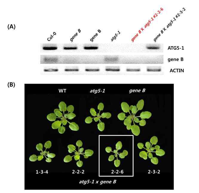atg5-1 gene B 교배체에서 유전자의 발현 확인 (A), 생장비교 (B)