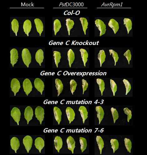 gene C knockout 돌연변이체, 과발현 형질전환체, 그리고 point mutation line (4-3 & 7-6)의 박테리아 병원균 처리에 따른 표현형 조사