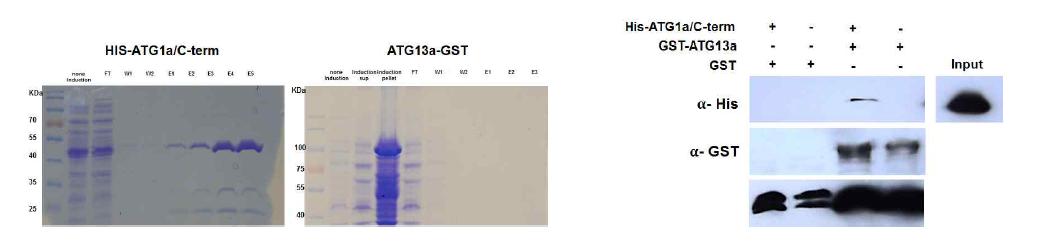 재조합단백질 His-ATG1a/C-term과 GST-ATG13a 정제 및 pull-down assay를 통한 상호결합 확인