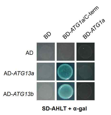 yeast에서 발현시킨 ATG13a, ATG13b 와 ATG1a의 상호결합 확인