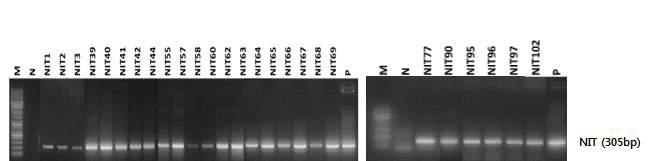 NIT 유전자 도입 확인을 위한 PCR 분석 결과