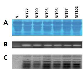Nit 유전자의 발현 분석을 위한 RT-PCR (B) 및 Northern 분석(C) 결과