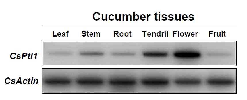 CsPti1 유전자의 오이 조직 특이적 발현양상