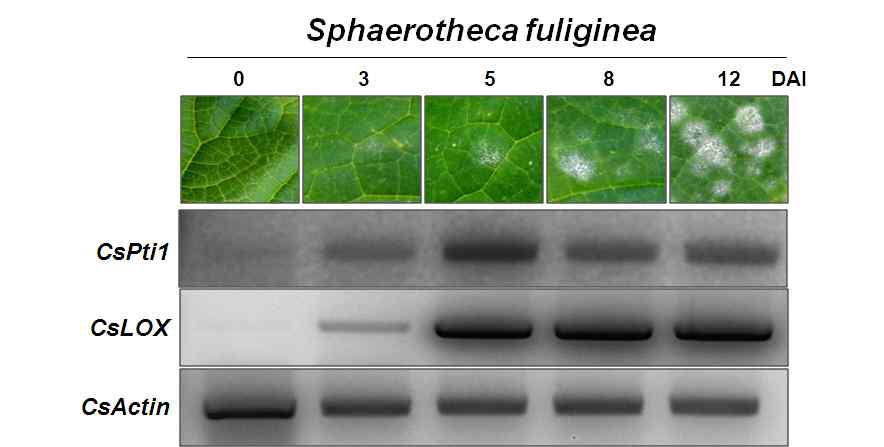 흰가루병균 접종에 의해 CsPti1유전자의 발현양상
