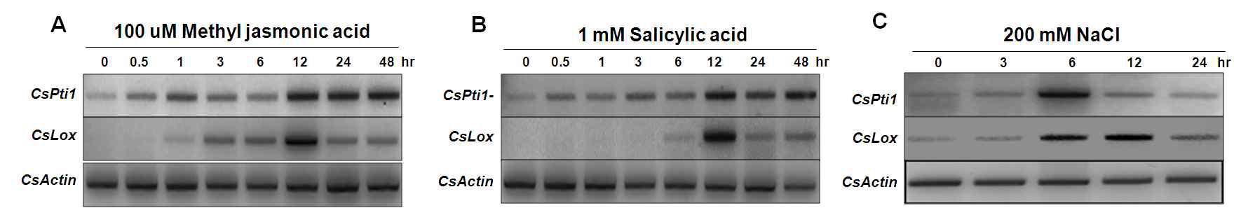 병 방어반응관련 식물 호르몬 처리시에 CsPti1유전자의 발현양상. (A) Methyl jasmonic acid, (B) Salicylic acid를 오이 잎에 spray처리한 후 발현 양상 분석 (C) NaCl은 잎을 200 mM 용액에 deeping 처리한 후 시간대별로 조사