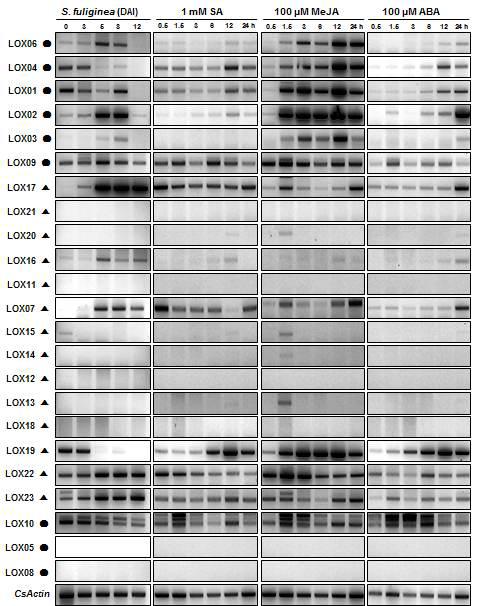 23개 CsLOX 유전자의 RT-PCR에 의한 발현 양상 분석 흰가루병원균 처리, 1 mM SA, 100 μM MeJA, 100 μM SA