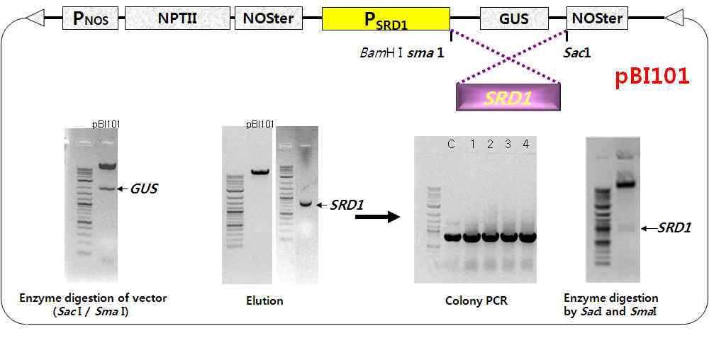 Construction and identification of PSRD1-SRD1 binary vector.