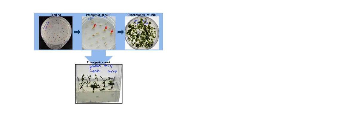 Carrot transformation and regeneration of transformed calli.