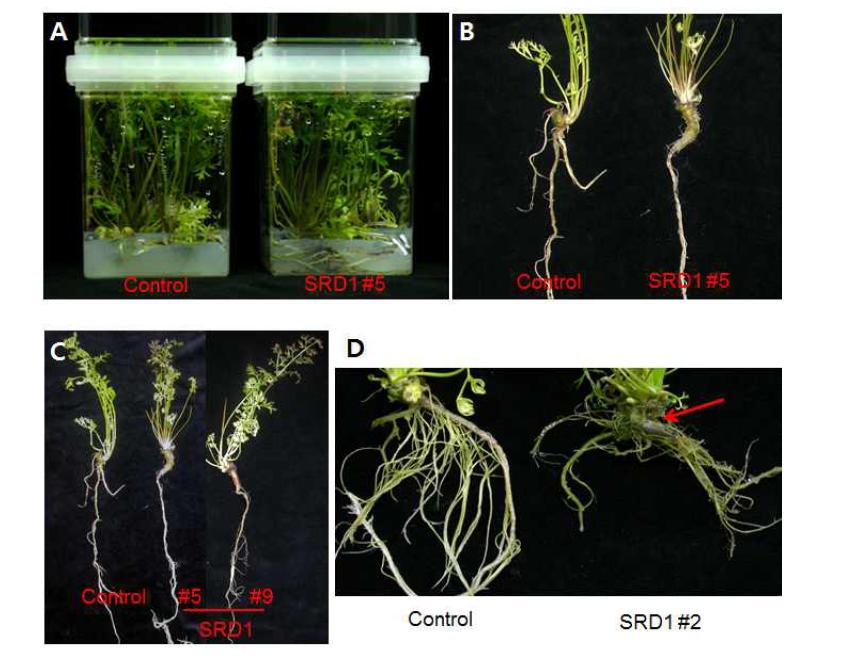 Taproot development in SRD1-transgenic carrot plants. SRD1 transgenic carrot plants were cultured in vitro for 3 months and taproot development was compared between SRD1-transgenic and control (transformed with pBI101 vector) plants.