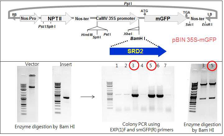 Construction and identification of SRD2-smGFP vector for subcellular localization of SRD2 using particle bombardment.