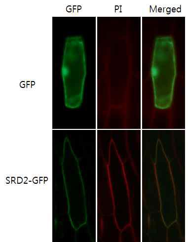 Subcellular localization of SRD2 fused to GFP in epidermal onion cells. Cells were observed by green GFP fluorescence of the SRD2 protein and red propidium iodide (PI) fluorescence of the cell wall.