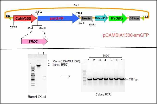 Construction and identification of SRD2-smGFP-1300 binary vector for subcellular localization of SRD2 using agroinfiltration