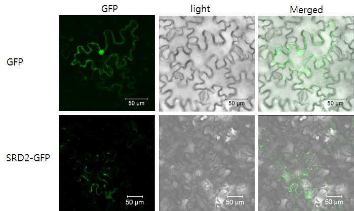 Subcellular localization of the SRD1-GFP fusion protein. Tobacco leaf abaxial epidermis cells transiently transformed with GFP- or SRD1-GFP were analyzed with a confocal laser scanning microscope. GFP signal image was merged with the image captured under light.