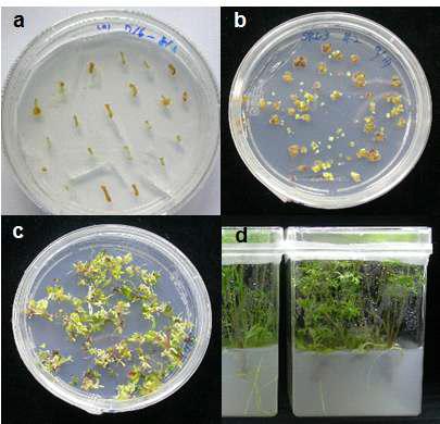 Generation of SRD3-transgenic carrot plants. (a) Induction of embryogenic calli from hypocotyls co-cultured with PSRD1-SRD3 and selected on the MS medium supplemented with kanamycin. (b and c) Regeneration of the calli. (d) Regenerated carrot plants.