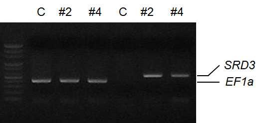 Identification of transgenic carrot plants using PCR amplification. PCR amplification was conducted with genomic DNAs extracted from the putative transgenic carrot plants designated in each lane using EF1a and SRD3-specific primers. C, positive control amplified from tramsgenic carrot plants transformed by pBI101 only.