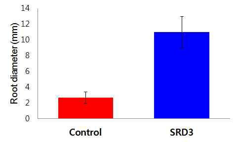 Thickening growth of taproots in SRD3-transgenic carrot plants. Root diameter was compared between SRD3-transgenic and control (transformed with pBI101 vector only) plants. Root diameter was measured with dial caliper by measuring the thickest root of each plant. Data were collected from transgenic carrot plants cultured in vitro for 3 months after planting and are the means ± standard deviation (SD) from three separate measurements of three individual plants.